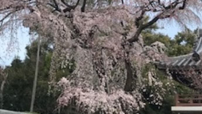 春 来てますね