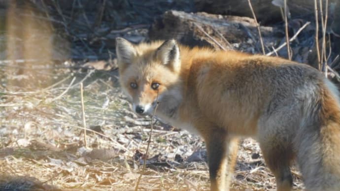 北海道の動物たち