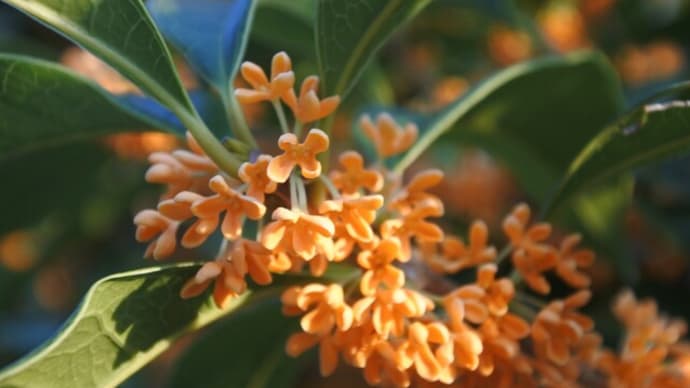 花がきれいに見えた日