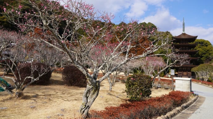 香山公園の春は?