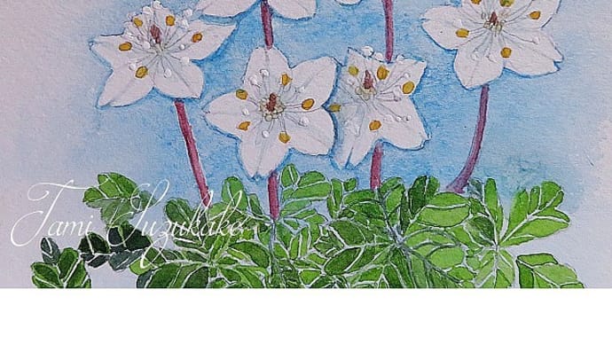 絵画販売・水彩原画「野の花・バイカオウレン」