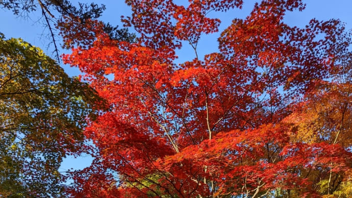 群馬県高崎市　徳明園の紅葉は最高でした