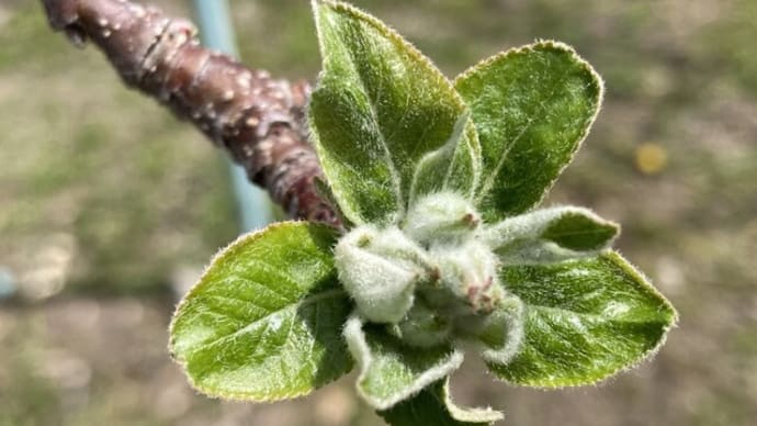 りんごの2回目の消毒です!我が家の桜は満開・・・、お月様
