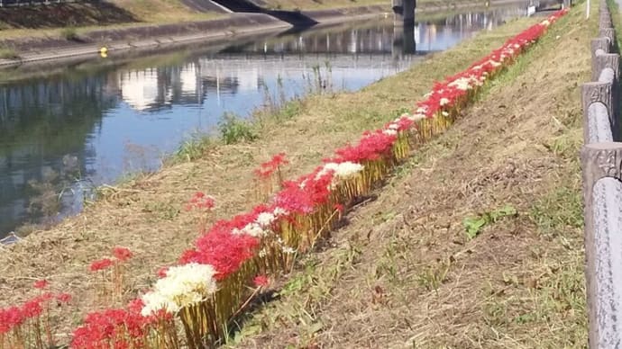 紅白の彼岸花