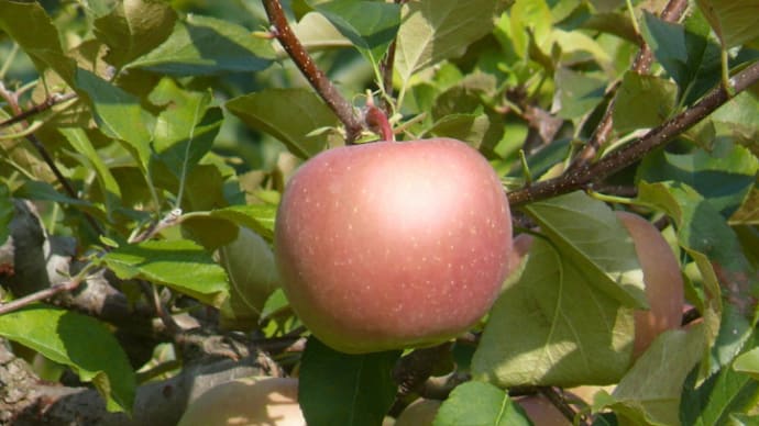 奥州市水沢区のリンゴ（林檎）の実　２０１２年１０月14日（日）