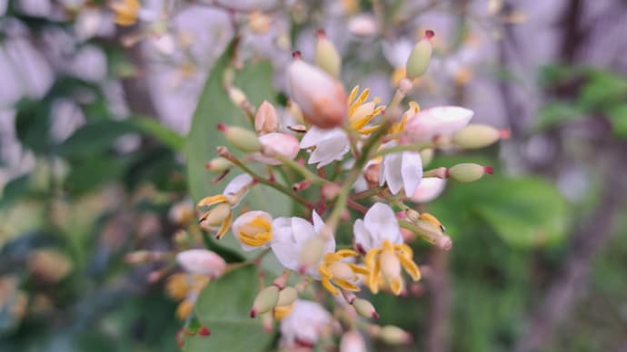 花南天時に失敗ありにけり