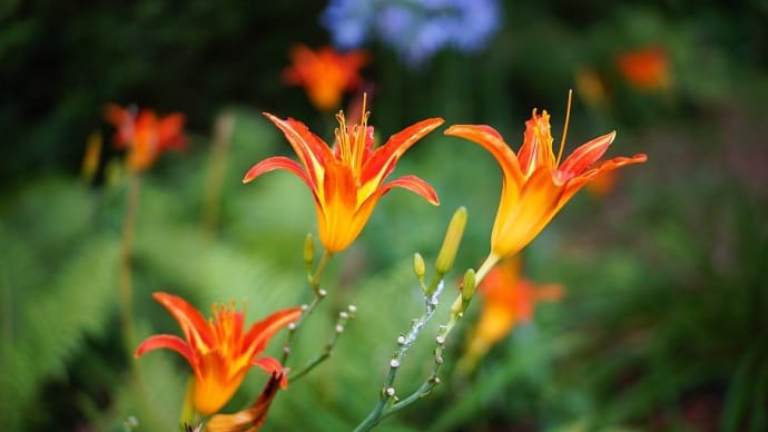 夏の花 NEEWER 35mm F1.7