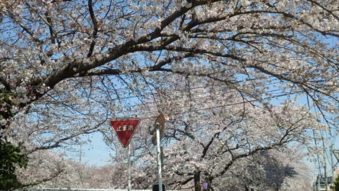 新河岸川の桜４・両岸の菜の花と桜（精進場橋から弁天橋）