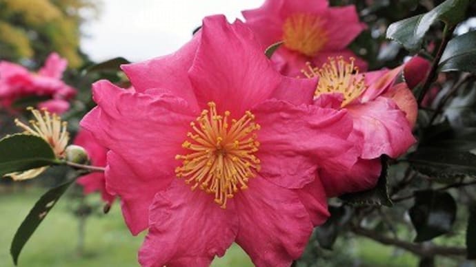 たまにはサザンカも~神代植物公園➃~