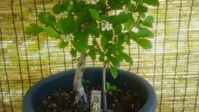 薫風薫る5月の「向島百花園」。さんざし。せんだん。すずらん。しらん。たにうつぎ。ぼたん。みやこわすれ。・・・かるがものつがい。