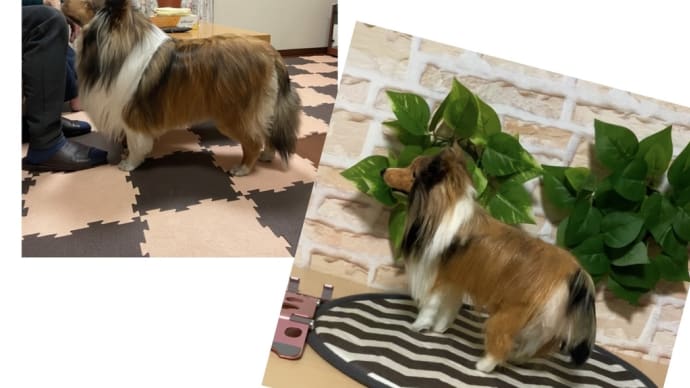 オーダー🐾シェルティのぬいぐるみ🐶