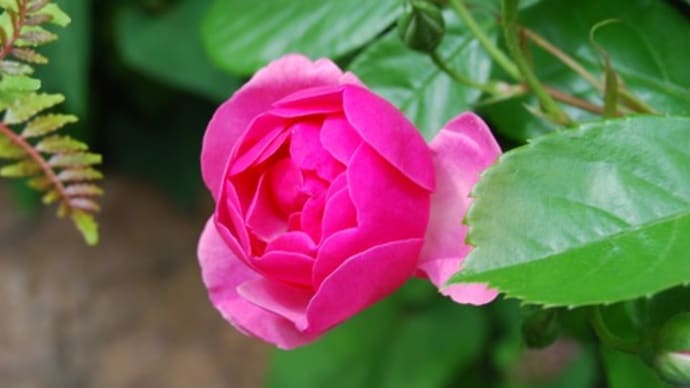 庭の花 ♪バラが咲いた♪