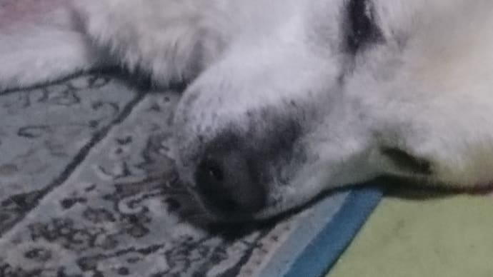 やる気なし