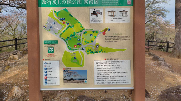 松島に花見に来ました!