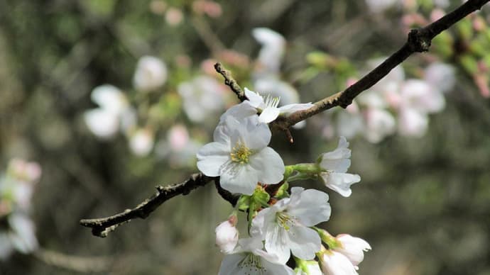 桜 鹿部山
