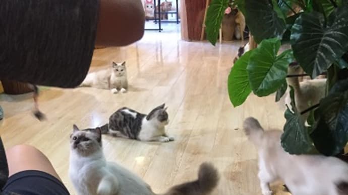 お気に入りのBJD猫咪咖啡树