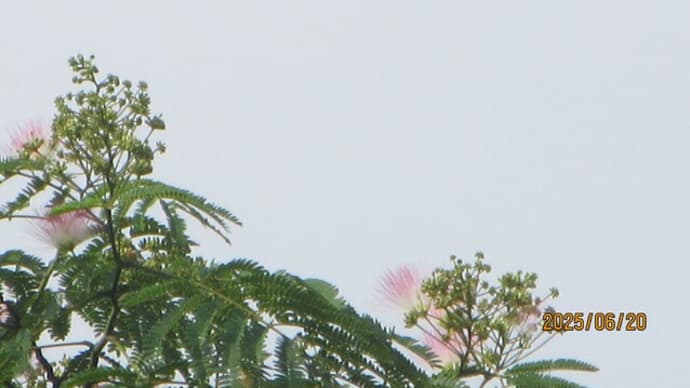 ねむの木「梅雨」の樹々。