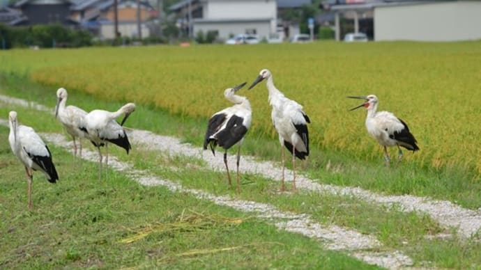 コウノトリ6羽をパチリ!