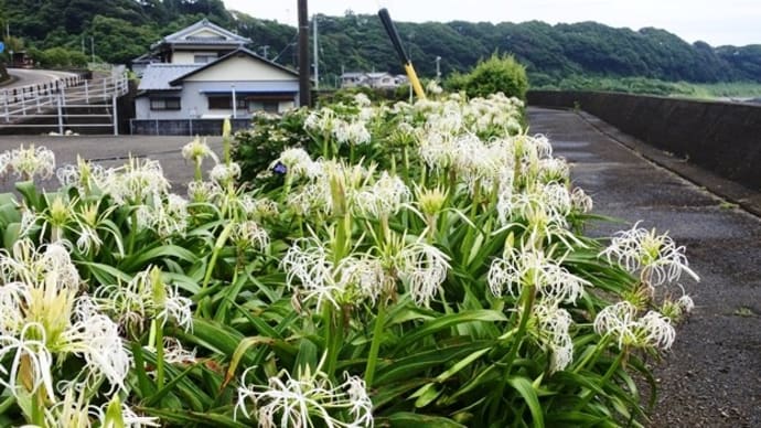 花紀行~浜木綿