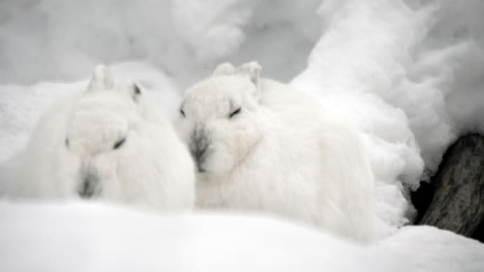 エゾユキウサギさん 一緒にいました 雪と同じ色ですね
