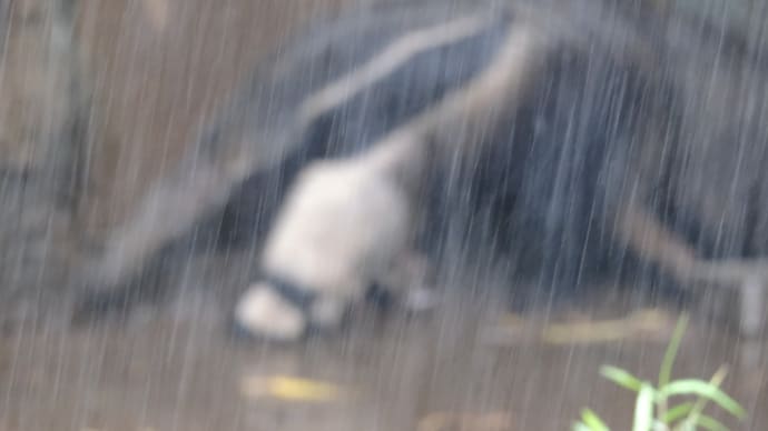 雨を撮る…