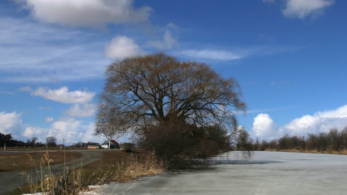 雪解けの景色、蕗の薹1