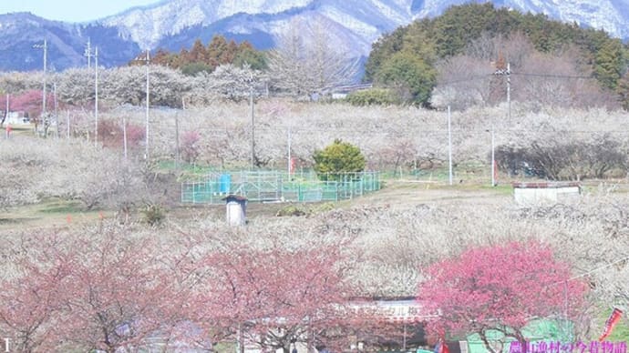 箕郷梅林 一帯に梅