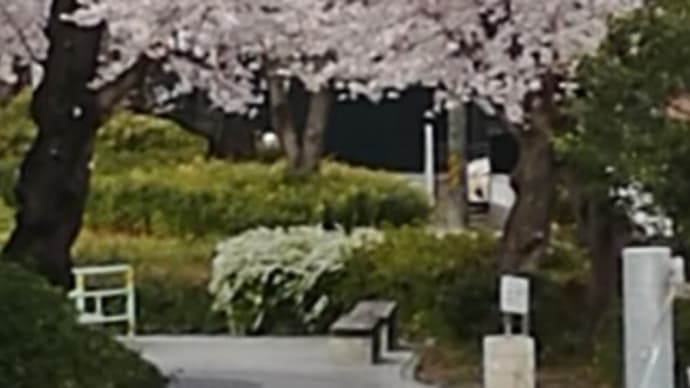 ソメイヨシノ🌸