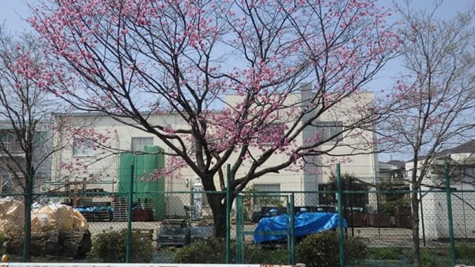 早咲きの色濃き桜やや寂し／枝垂桜は蕾と満開（新報国マテリアル近く）