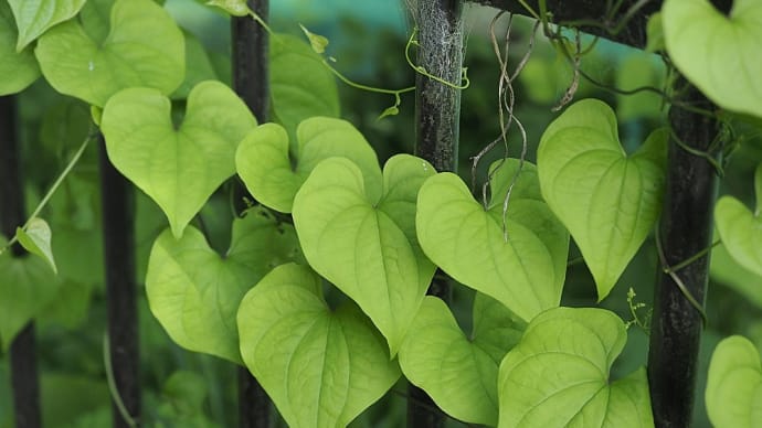 ★平出の泉周辺の植物や花 2024
