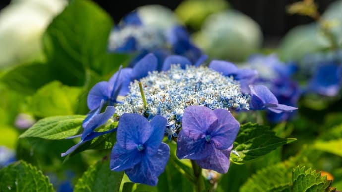 権現堂公園の紫陽花 その14