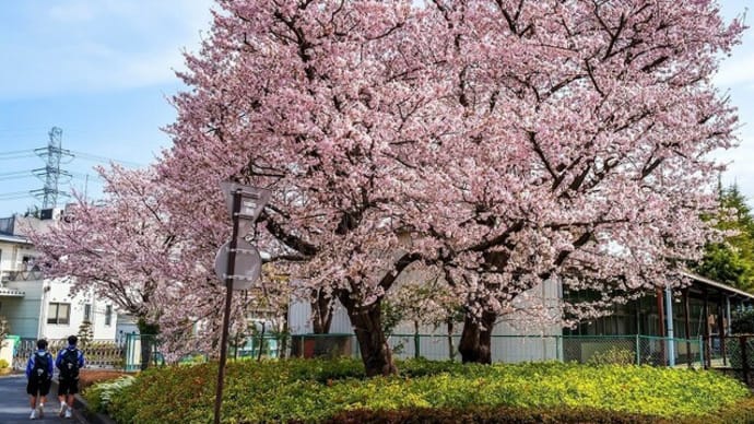 2023年4月9日　上尾東中学校の桜