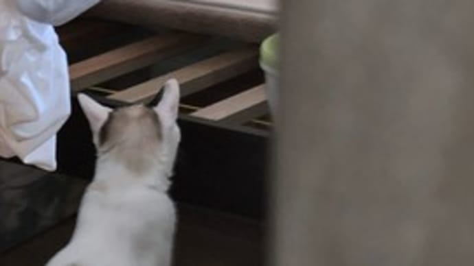 なな、ケージで寝せました。