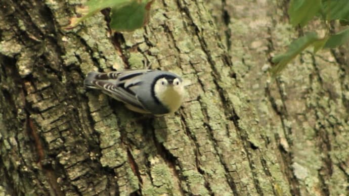 ムナジロゴジュウカラ WHITE-BREASTED NUTHATCH