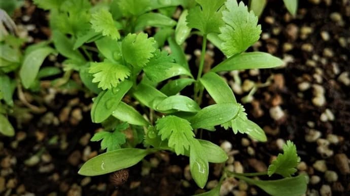 テラスの香菜は据え置きで初物丹波黒豆でウマウマウー