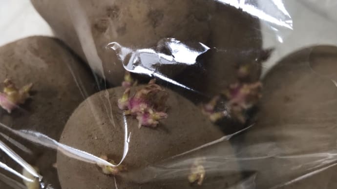 じゃがいも発芽!!!ひえー!