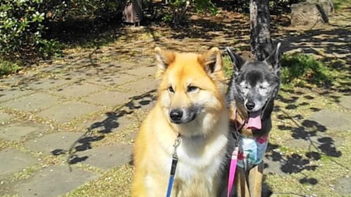 朝さんぽ　ついでに選挙　済ませたよ