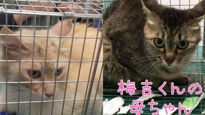 野良猫から地域猫に…
