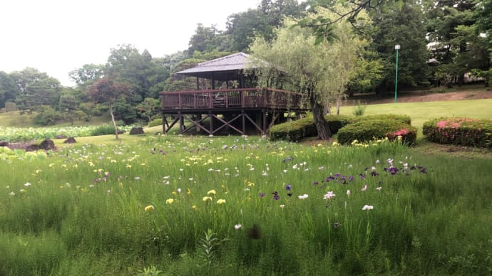 6月11日　木曜日