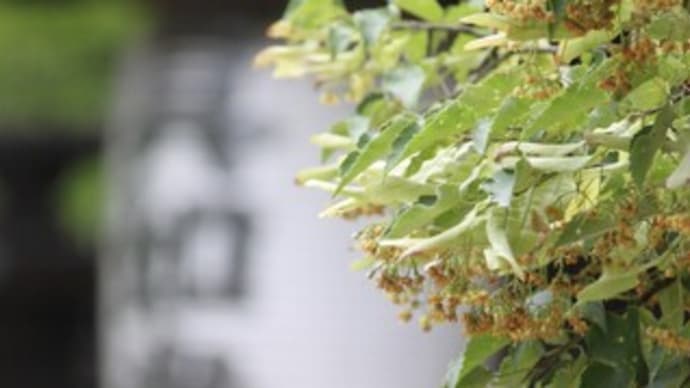 菩提樹の木陰