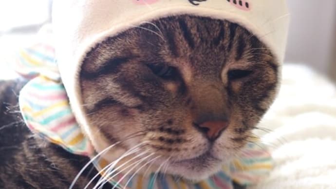 「うさぎにゃん」と「くりまんじゅうにゃん」です~