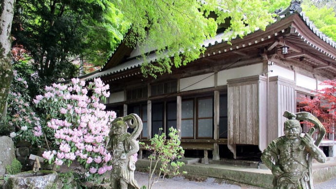 長安寺のシャクナゲ見物 。 豊後高田市・国東半島・大分県 。