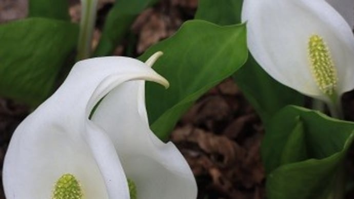 白いカタクリの花