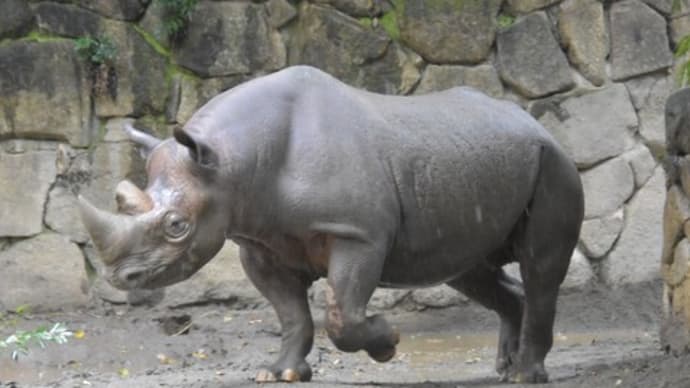 クロサイのマロさん 興奮?