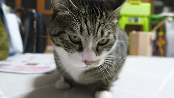 クセになる臭