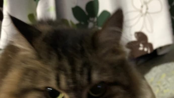 にらめっこ‼️
