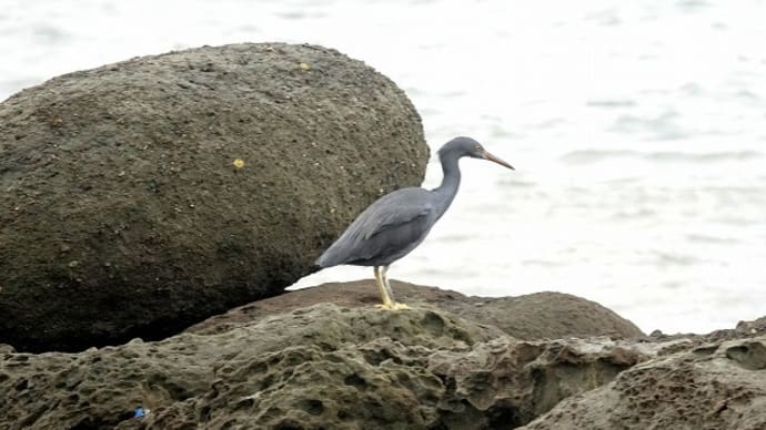 12/22探鳥記録写真:狩尾岬の鳥たち(クロサギ、セグロカモメの飛翔、)