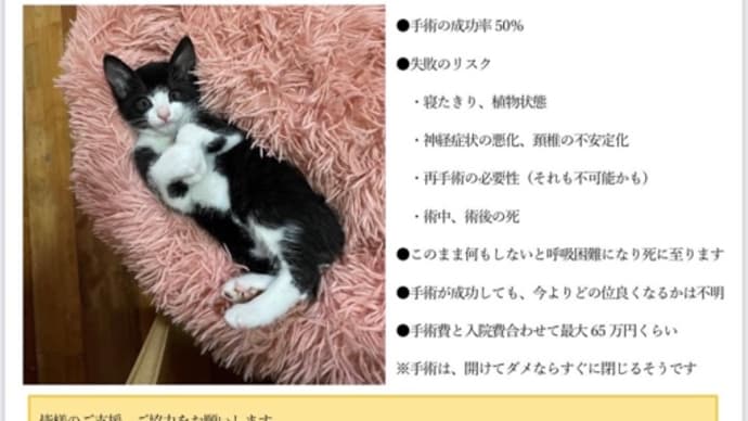 ネコのこと 42 (ご支援のお願い)