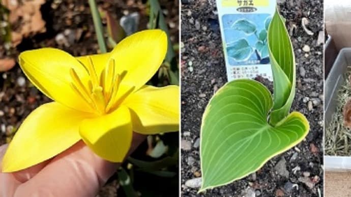 この花なにかな?と思ったら原種系チューリップだったとですぅ~(*‘ω‘ *)
