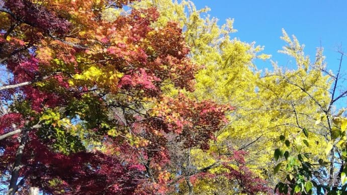 太平山神社と謙信平の紅葉(栃木市)